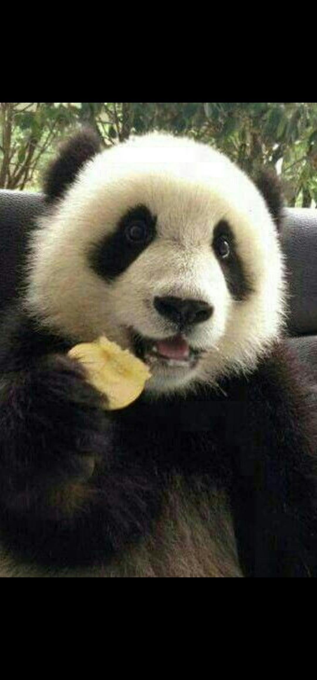 User avatar for Panda